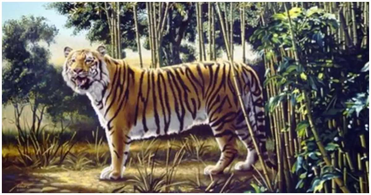 ചിത്രത്തിലേക്ക് സൂക്ഷിച്ചു നോക്കൂ.!! ചിത്രത്തിൽ മറഞ്ഞിരിക്കുന്ന രണ്ടാമത്തെ കടുവയെ കണ്ടെത്താമോ?? | Can you Spot the hidden tiger in this Optical Illusion